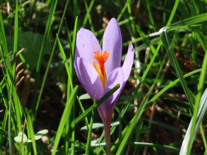 Crocus serotinus