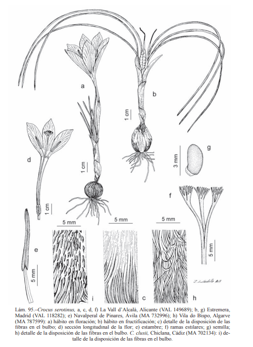 Crocus serotinus