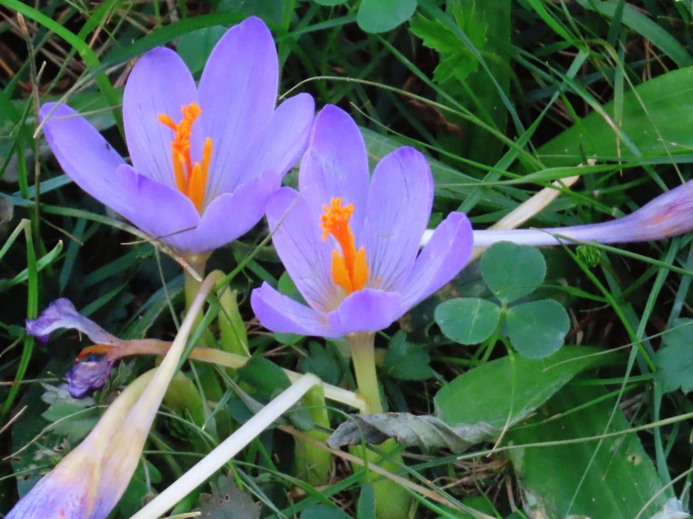 Crocus serotinus