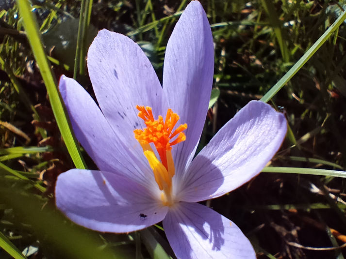 Crocus serotinus