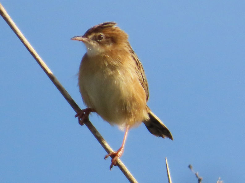 Cisticola juncidis