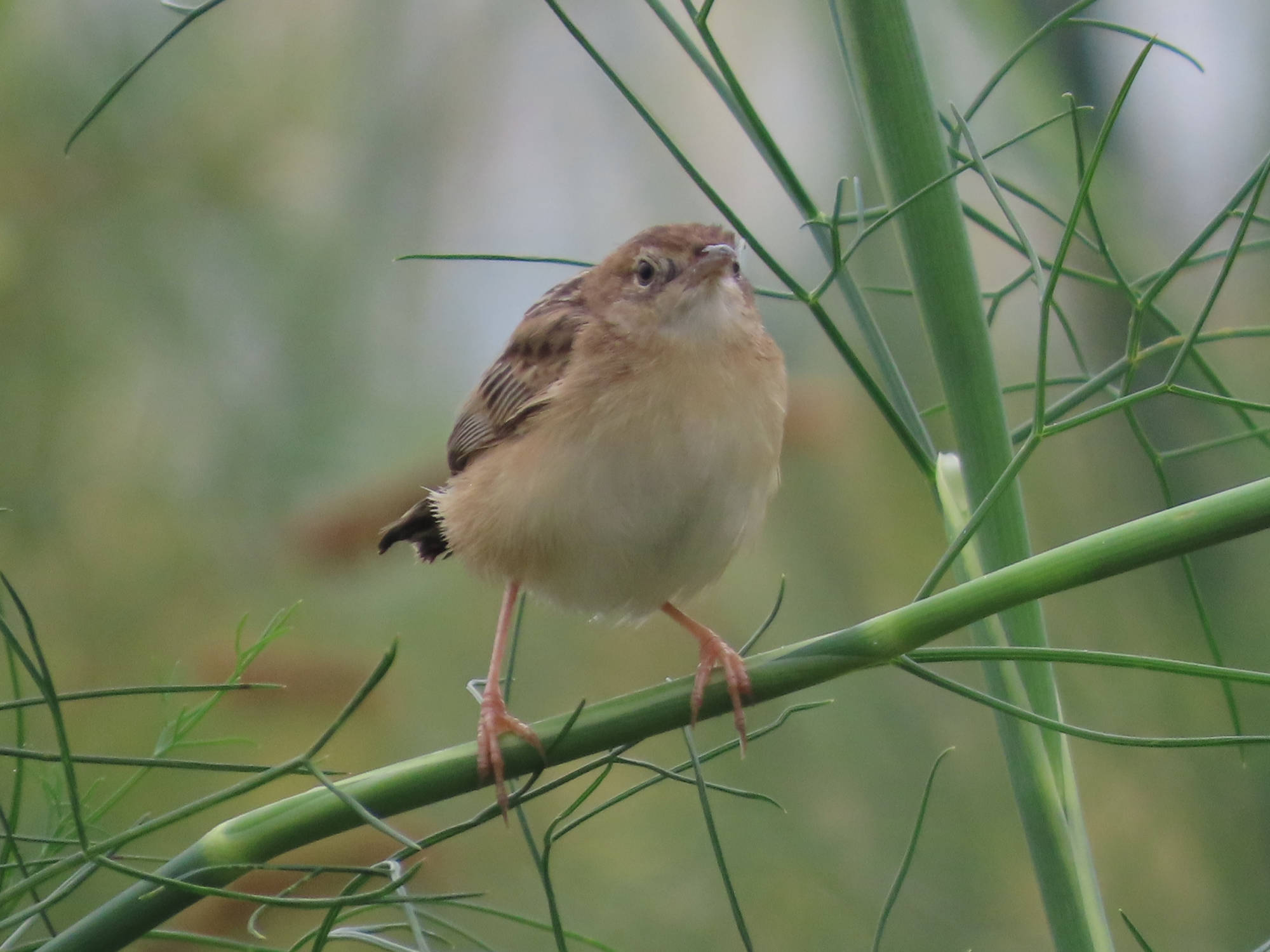 Cisticola juncidis