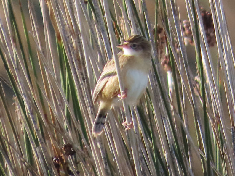 Cisticola juncidis