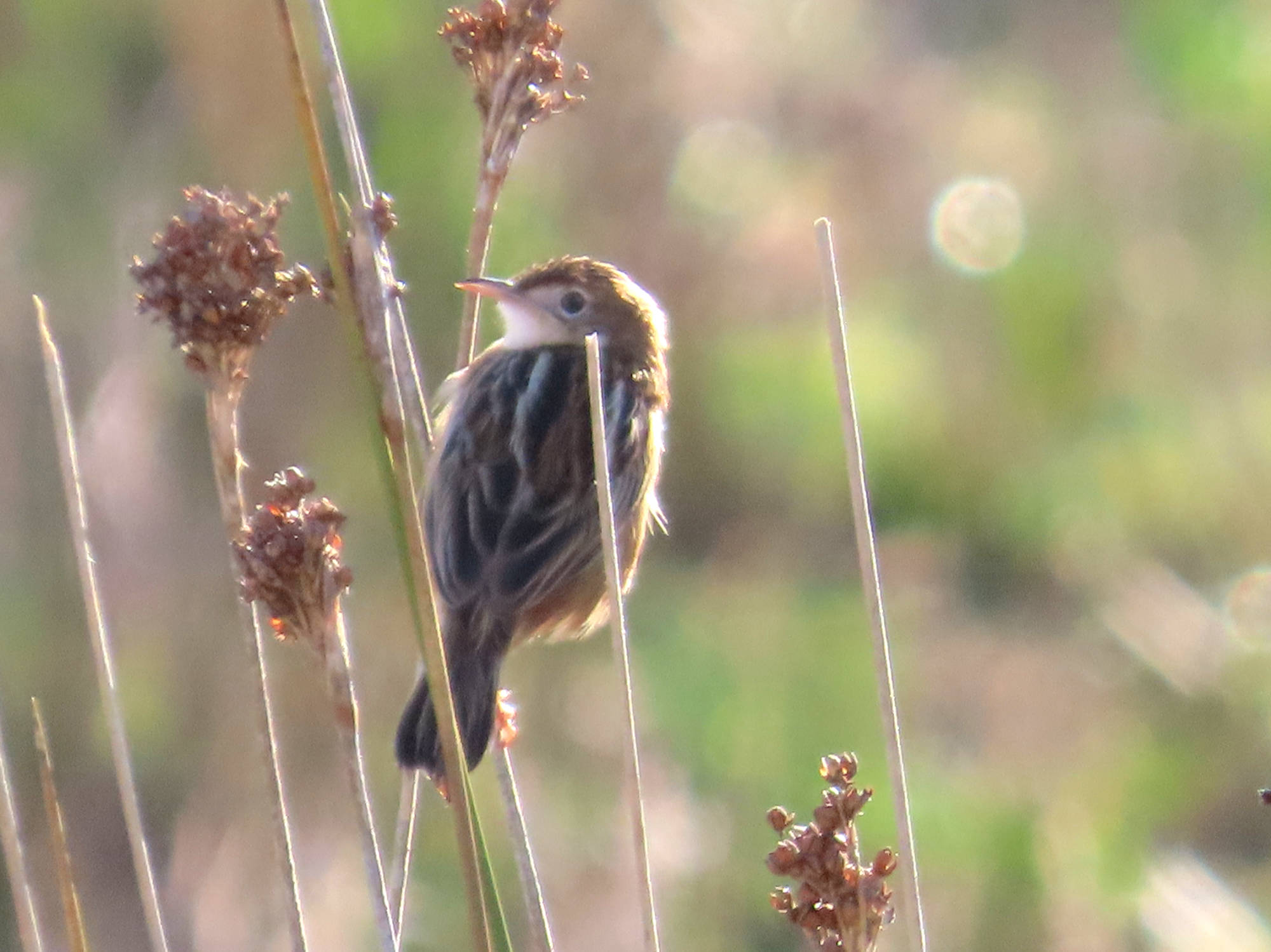 Cisticola juncidis