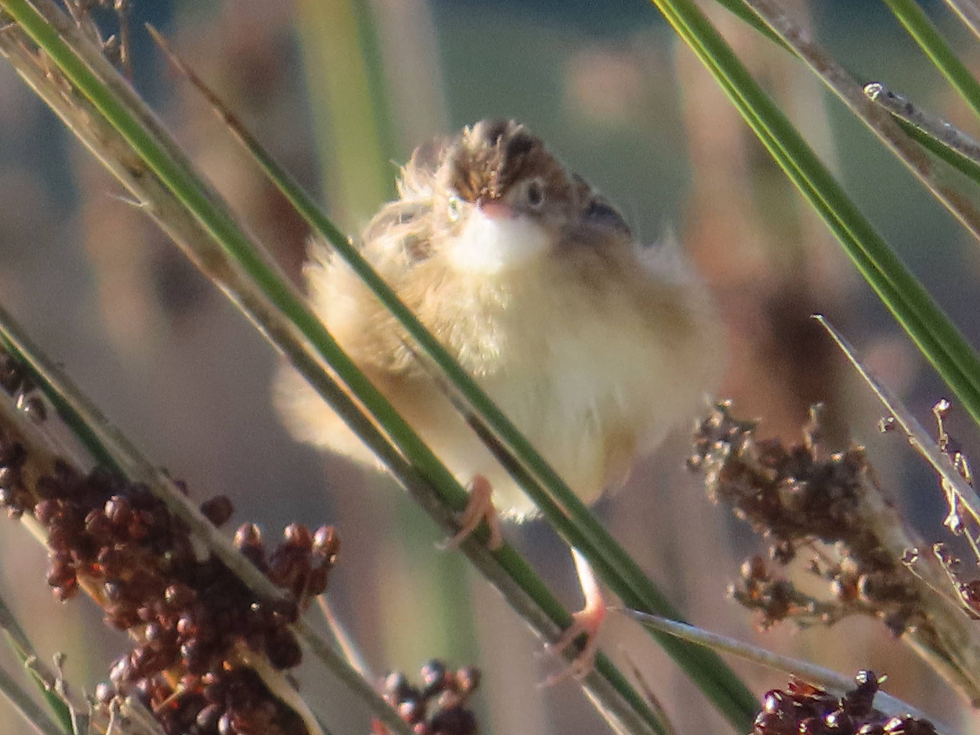 Cisticola juncidis