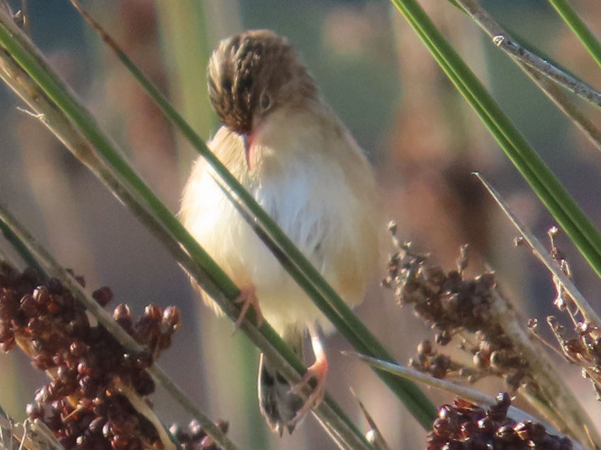 Cisticola juncidis