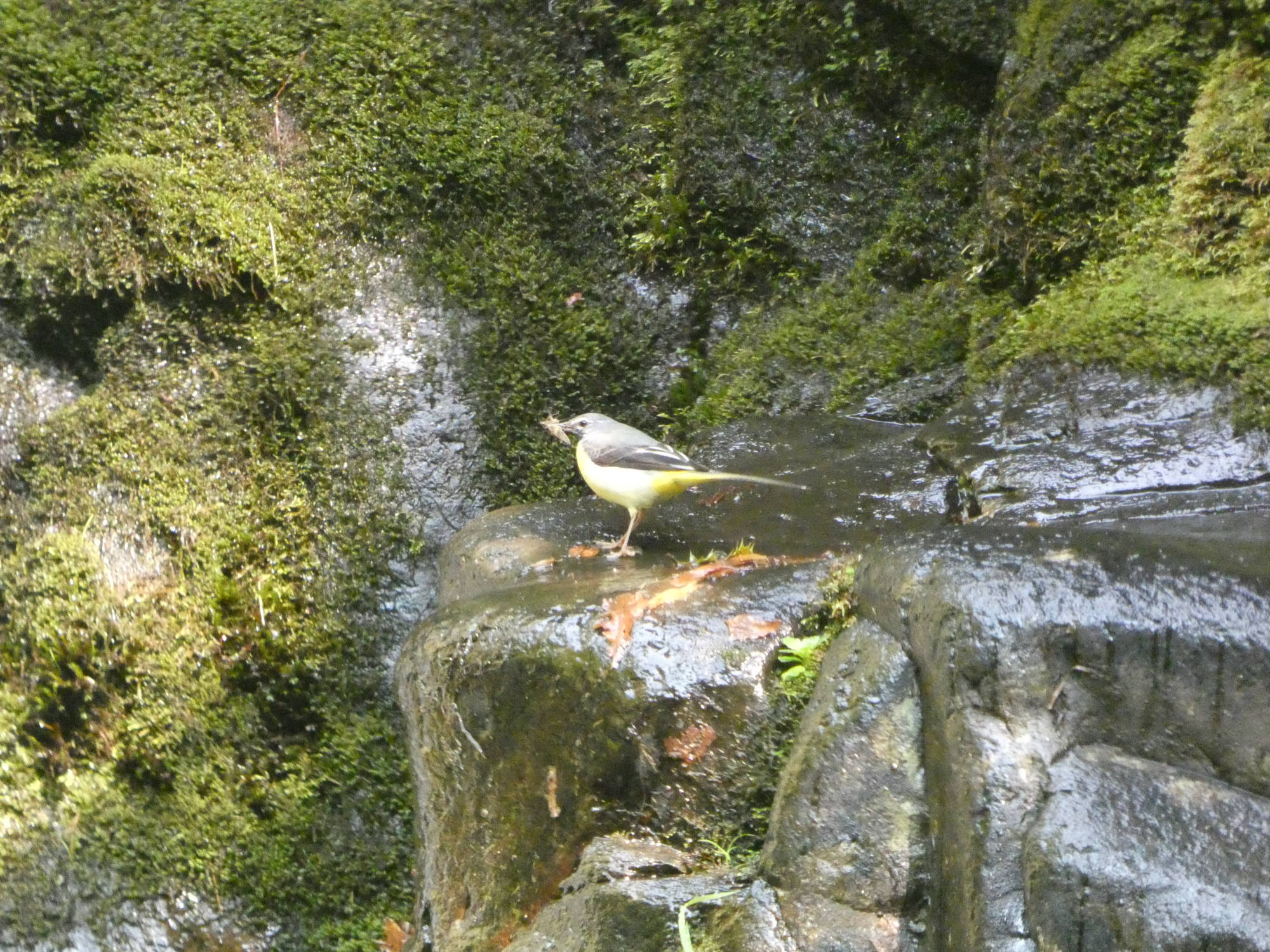 Cascada de Cioyo