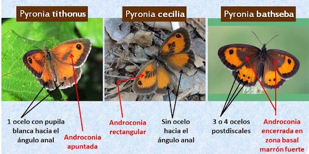 Puede confundirse con otras especies del género. Para diferenciarlas puedes consultar este excelente artículo en Mariposas y orugas.