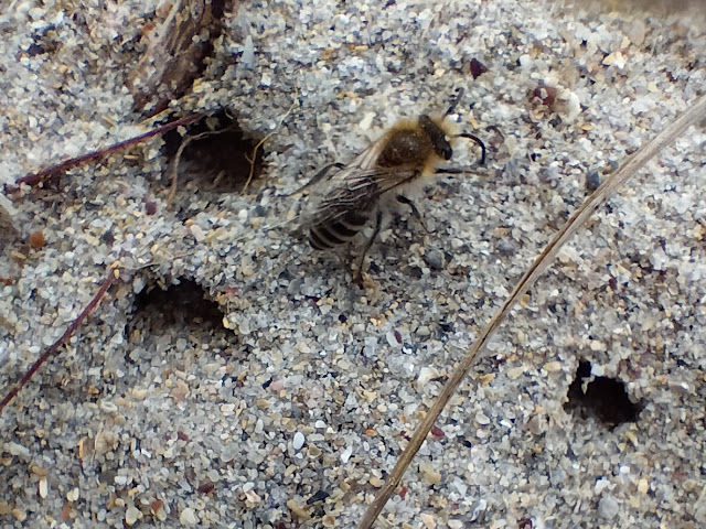 Colletes sp