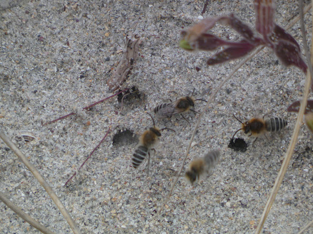 Colletes sp