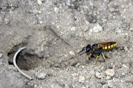 Phyllantus triangulum