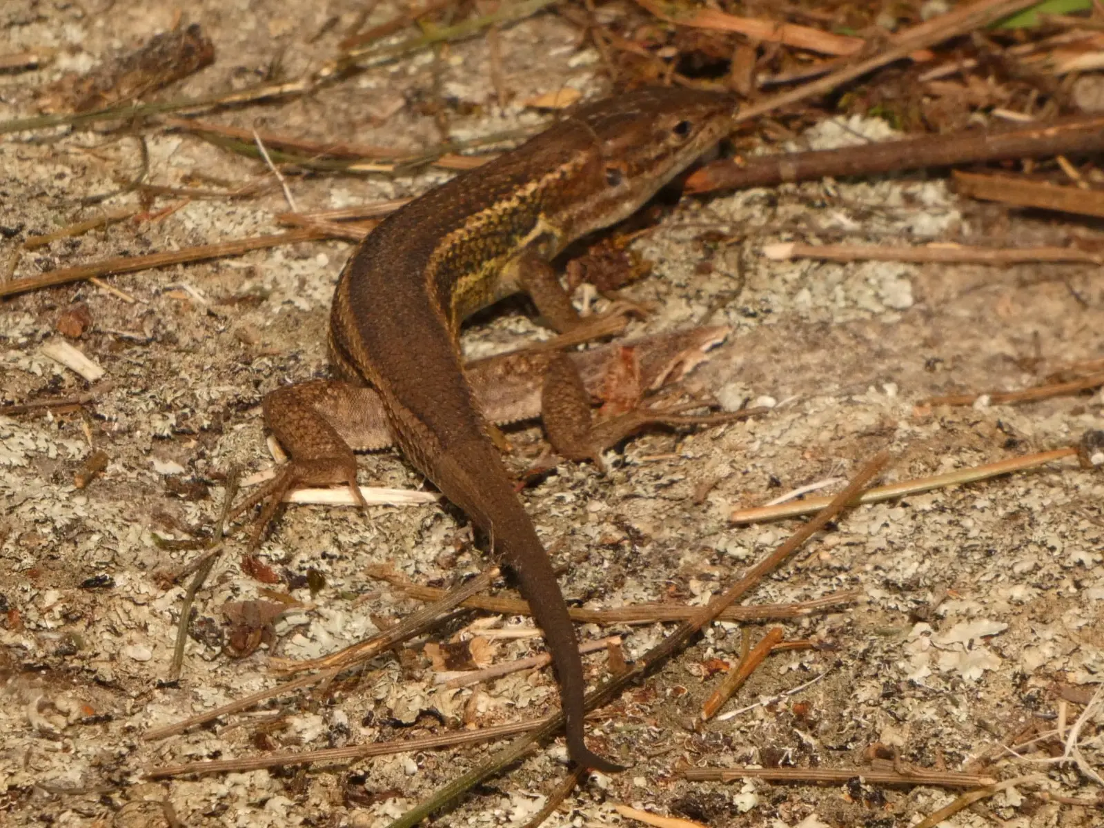 Lagartija colilarga (Psammodromus algirus)
