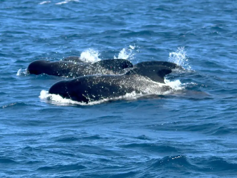 Delfín mular (Tursiops truncatus)
