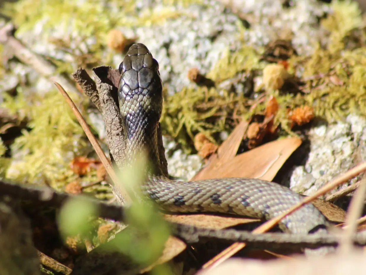 Culebra de collar (Natrix astreptophora)