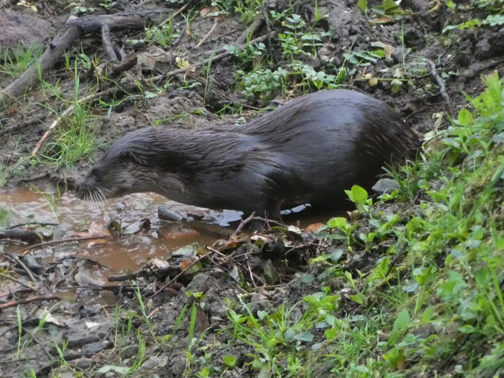 Nutria paleártica (Lutra lutra)