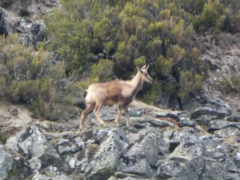 Rebeco (Rupicapra rupicapra)