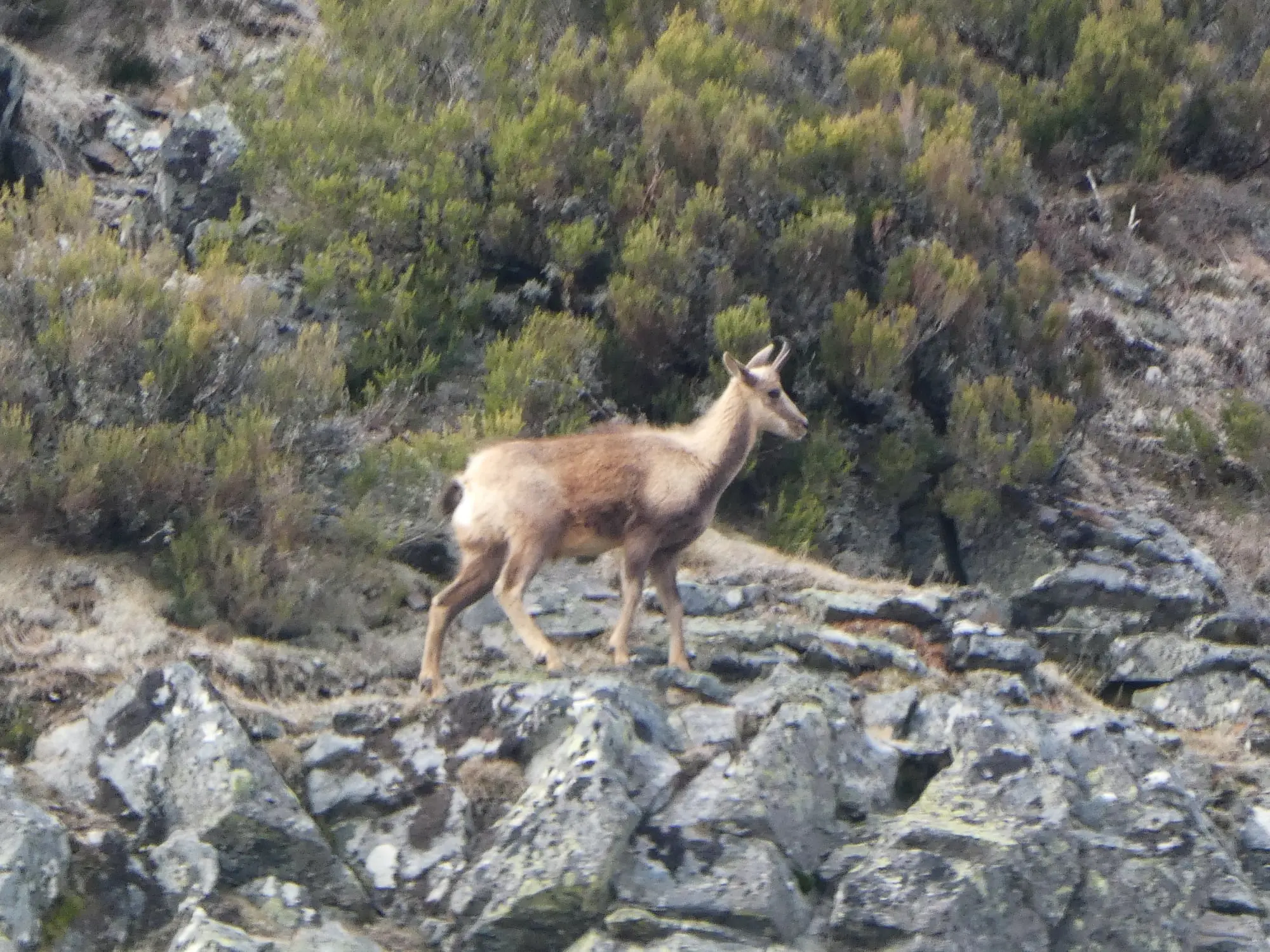 Rebeco (Rupicapra rupicapra)