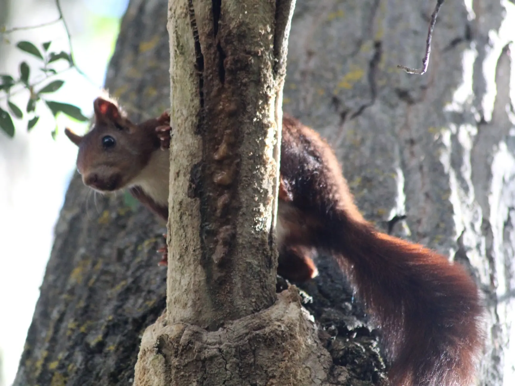 Ardilla roja (Sciurus vulgaris)