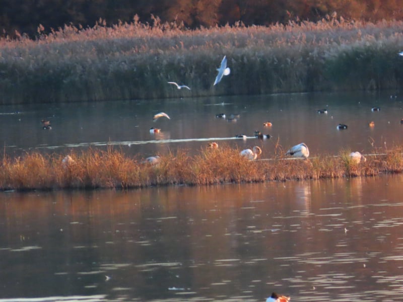 Laguna de Lagunas de Alcázar de San Juan
