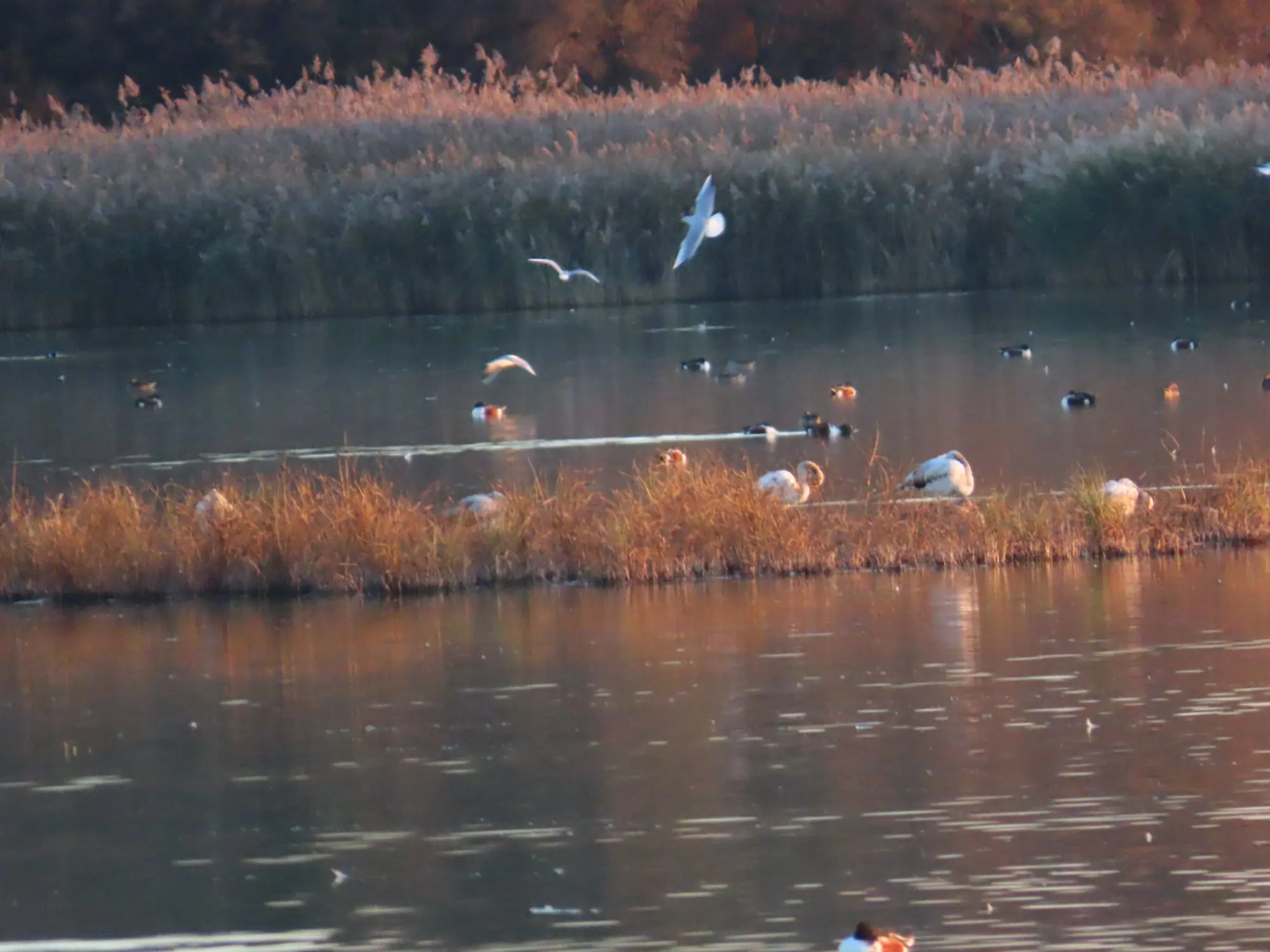 Laguna de Lagunas de Alcázar de San Juan