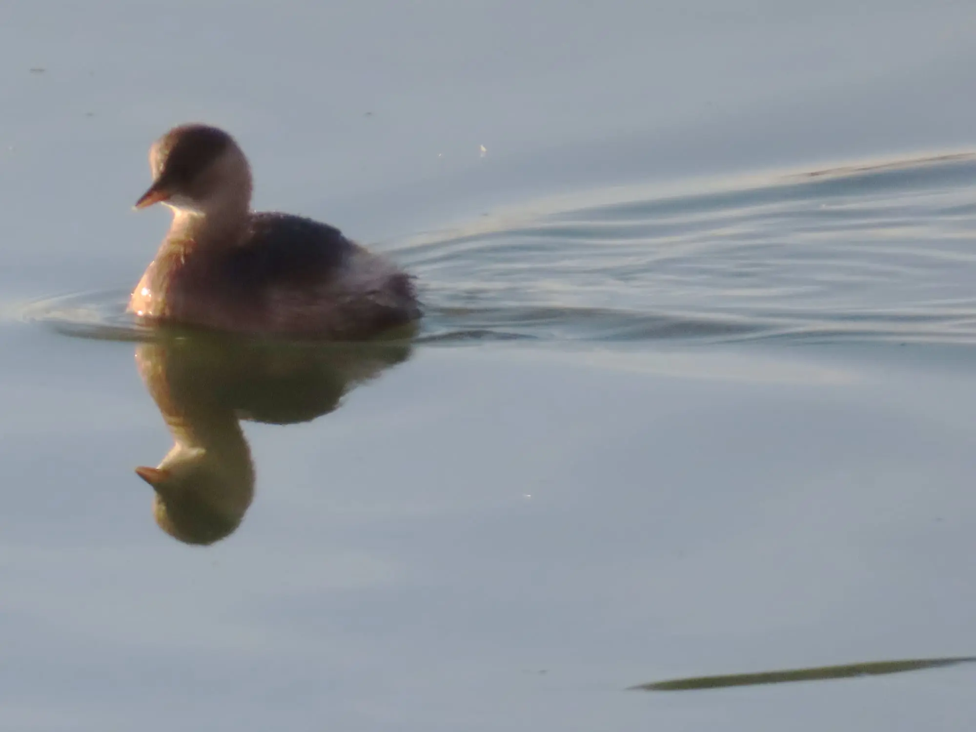 Lagunas de Alcázar de San Juan