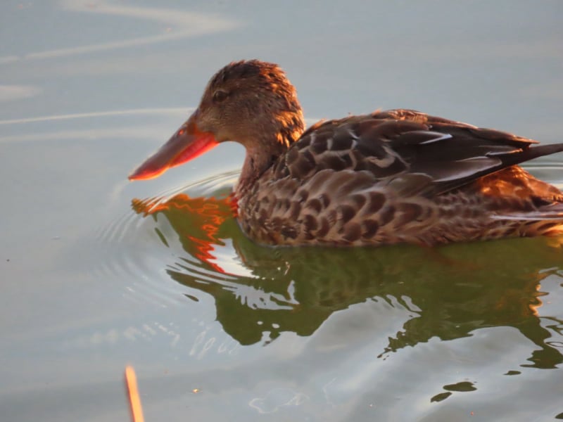 Lagunas de Alcázar de San Juan