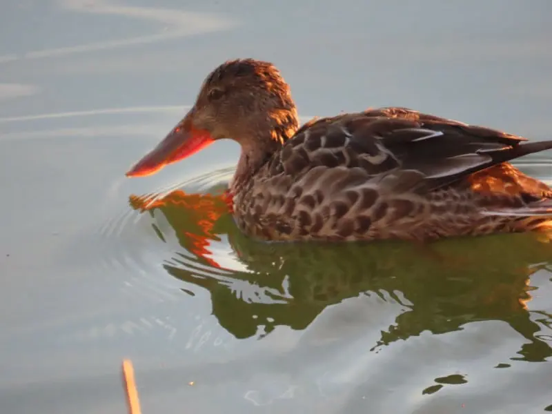 Lagunas de Alcázar de San Juan