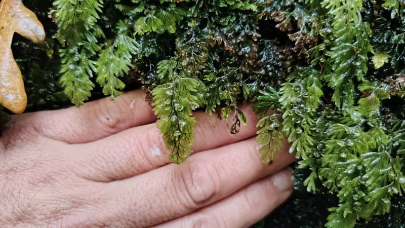 Senda do río cuberto