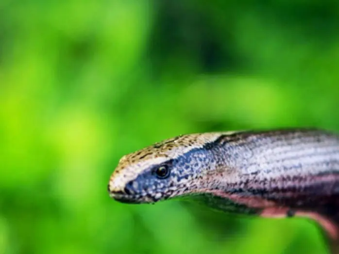 Lución (Anguis fragilis)