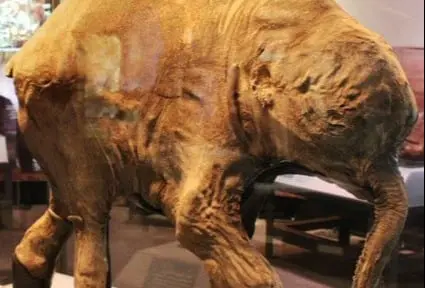 Auge y reinado de los mamíferos