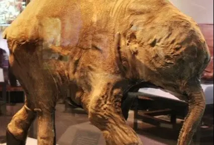 Auge y reinado de los mamíferos