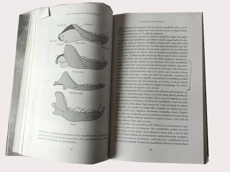 Auge y reinado de los mamíferos