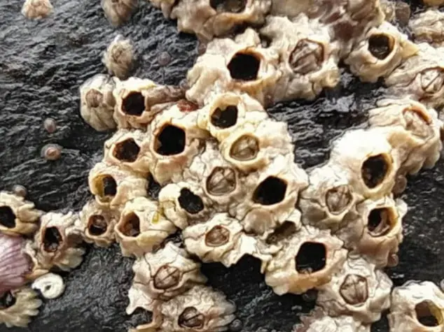 Chthamalus stellatus