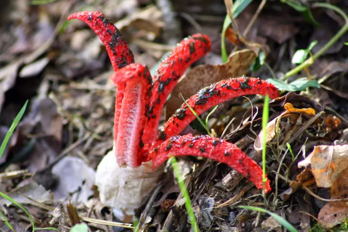 Clathrus archeri