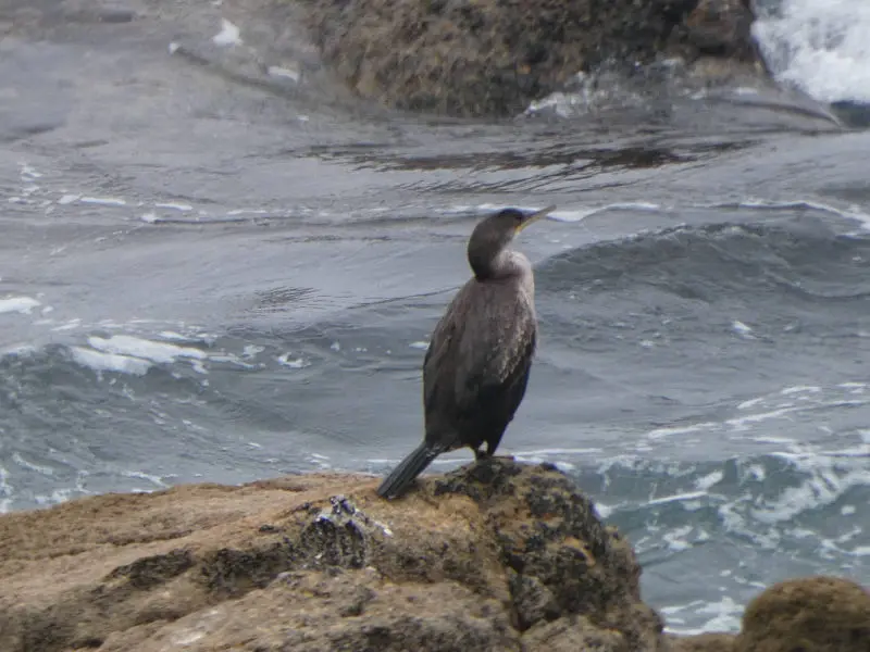 De Doniños a San Xurxo
