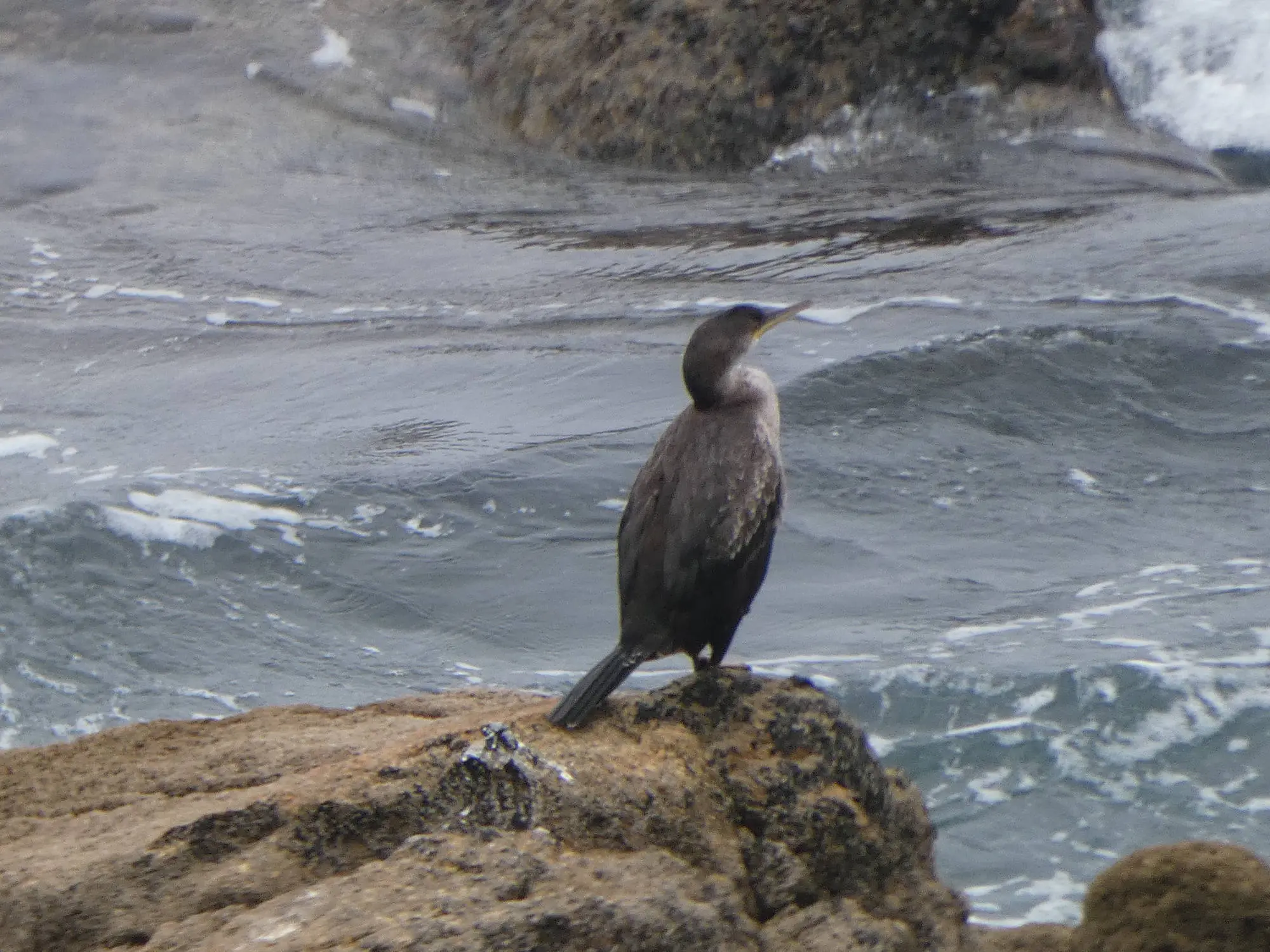 De Doniños a San Xurxo