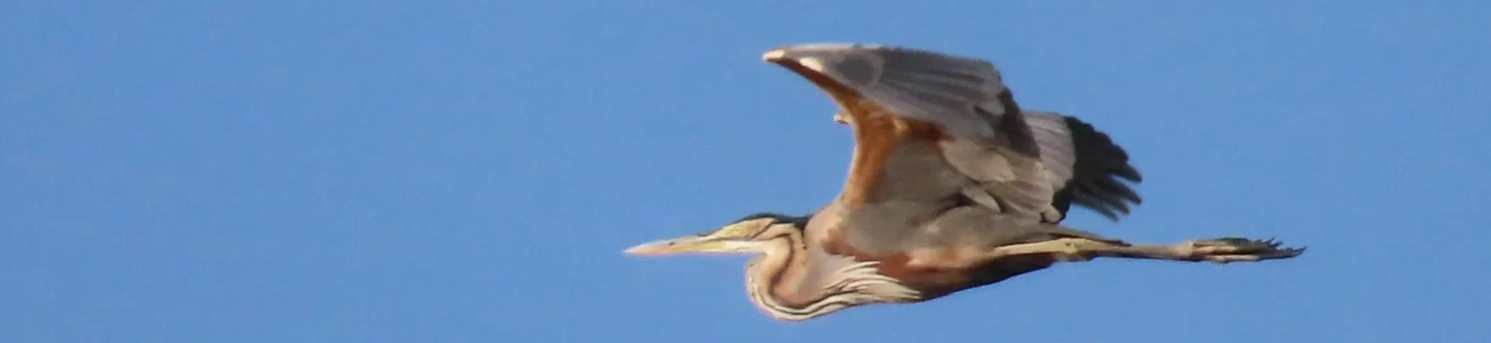 Senda del embalse de Linares