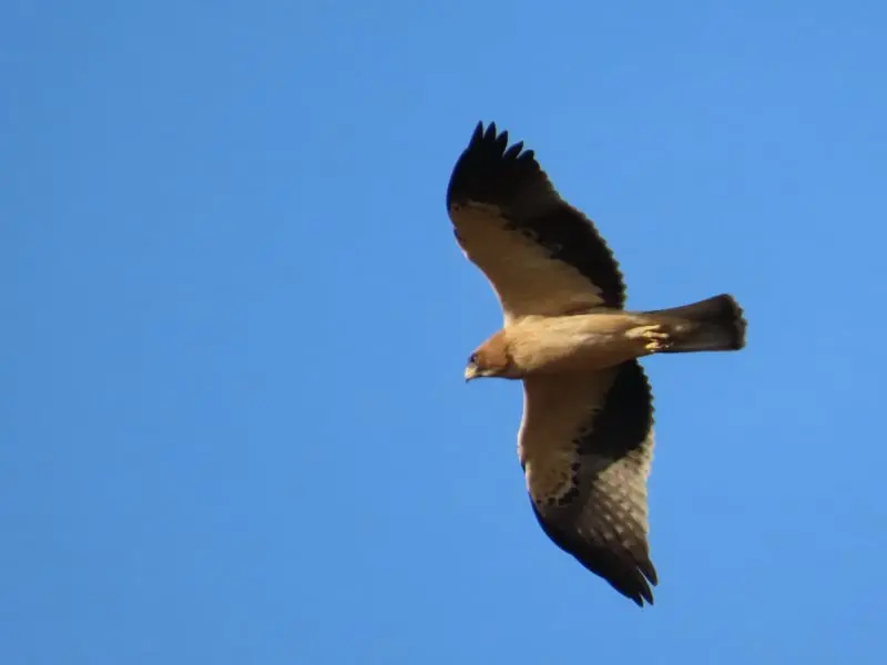 Senda del embalse de Linares