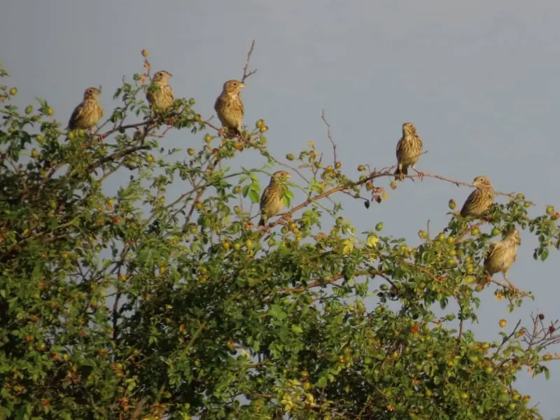 Senda del embalse de Linares