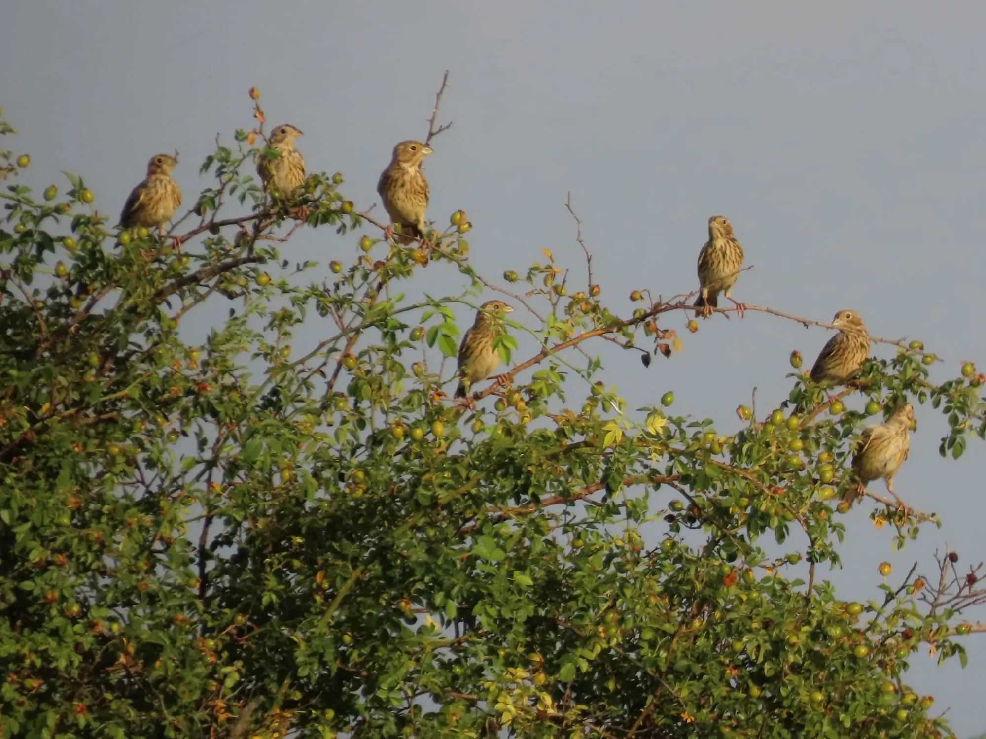 Senda del embalse de Linares