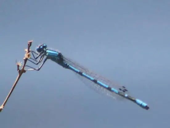 Enallagma cyathigerum