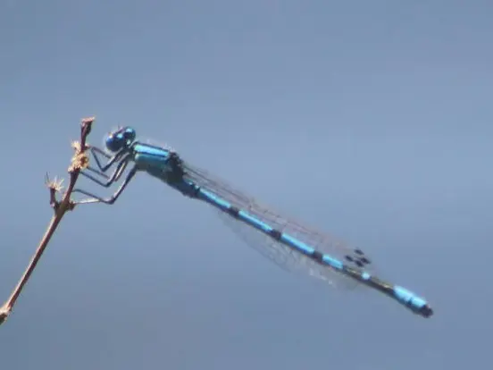 Enallagma cyathigerum