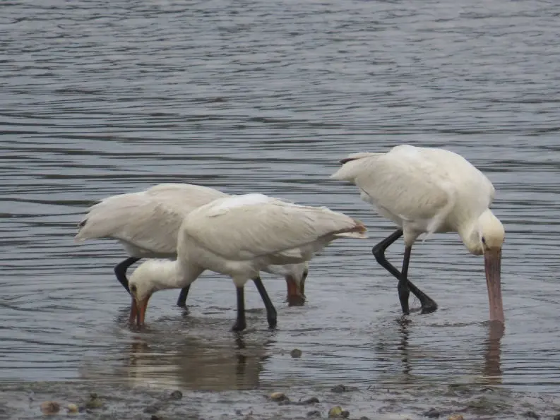 Espátula común (Platalea leucorodia)