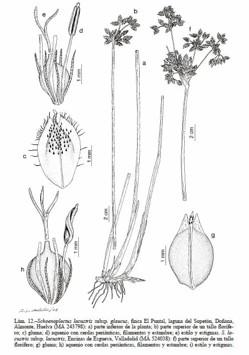 Ecomuseo Forno do Forte