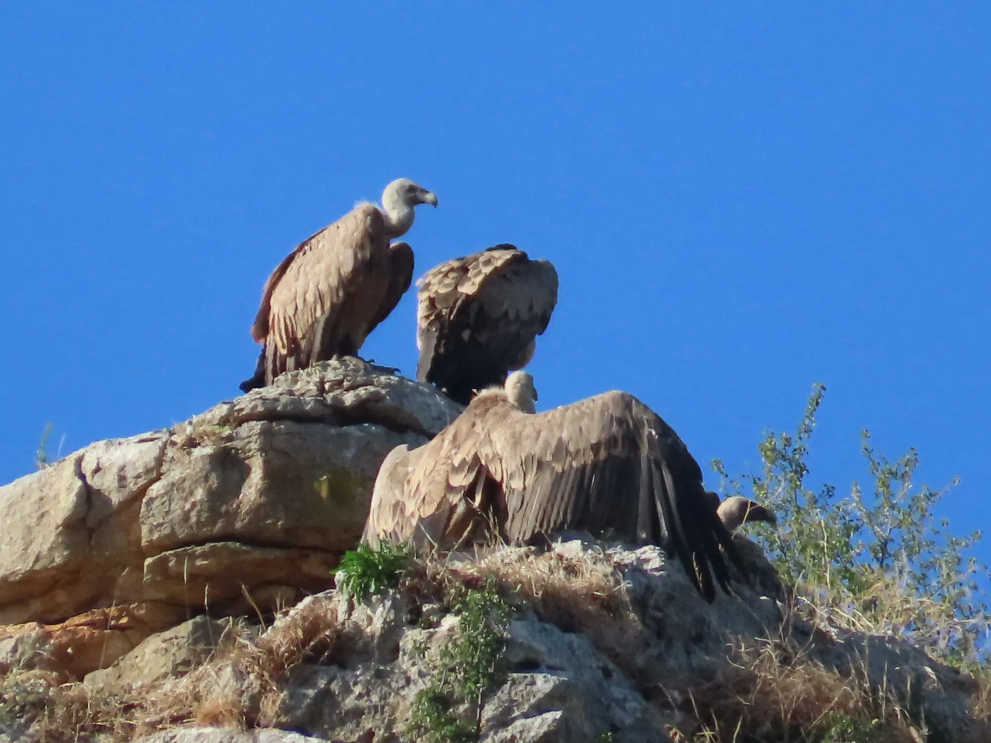Hoces del río Riaza: la senda del río y sus buitres