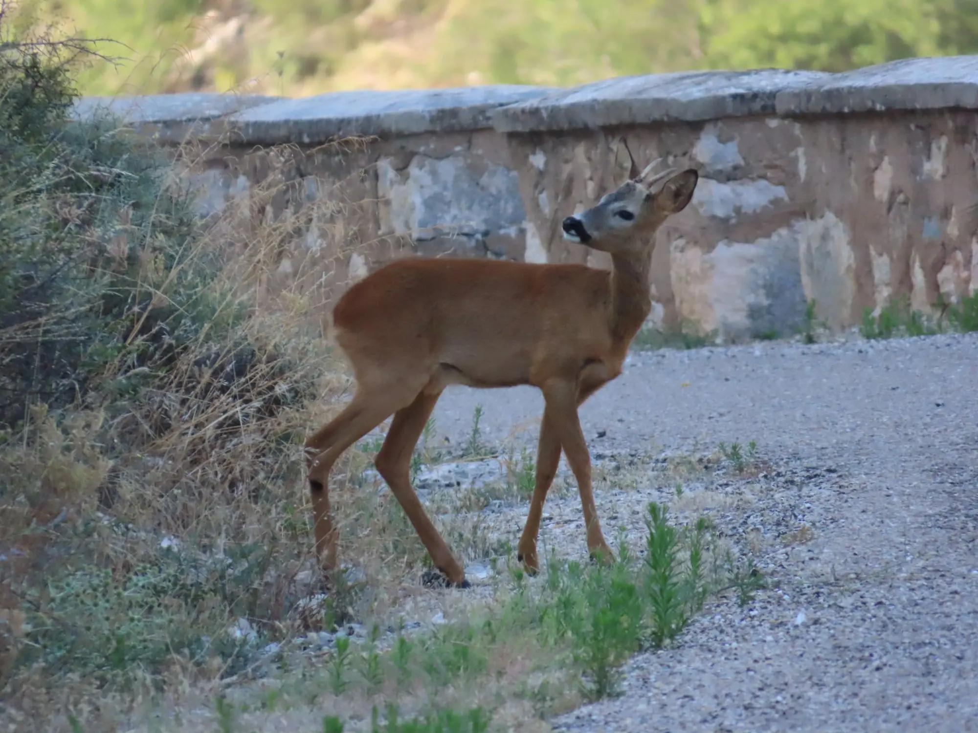 Hoces del río Riaza: la senda del río y sus buitres