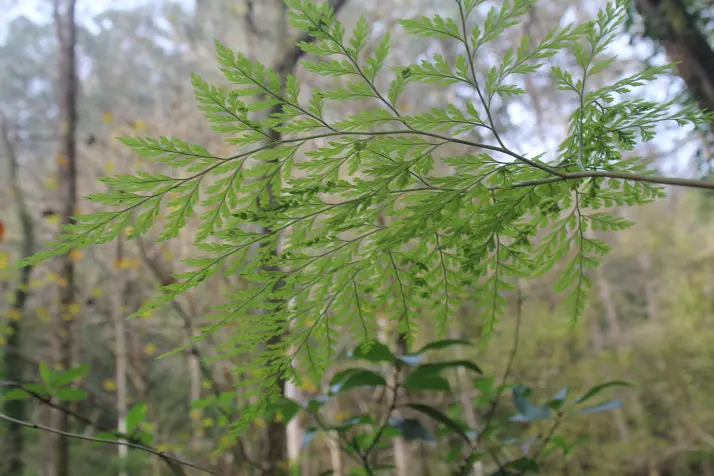 Davallia canariensis