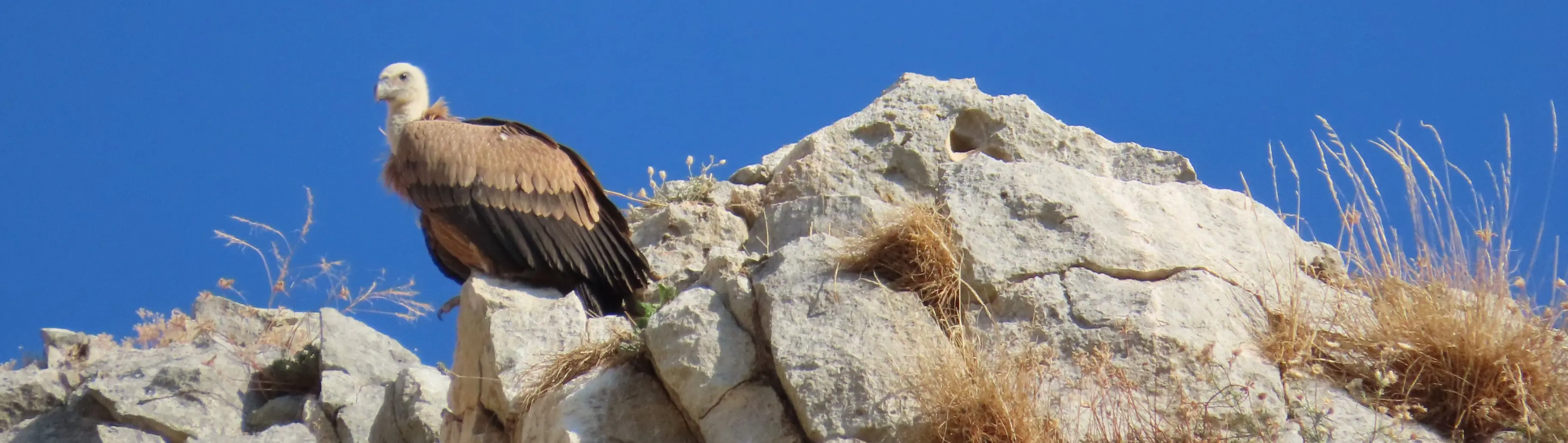 Hoces del río Riaza