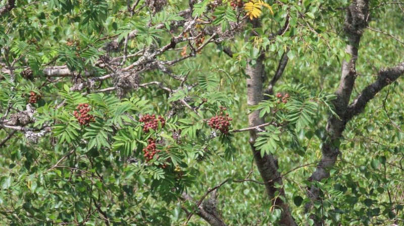 Reserva natural integral de Muniellos