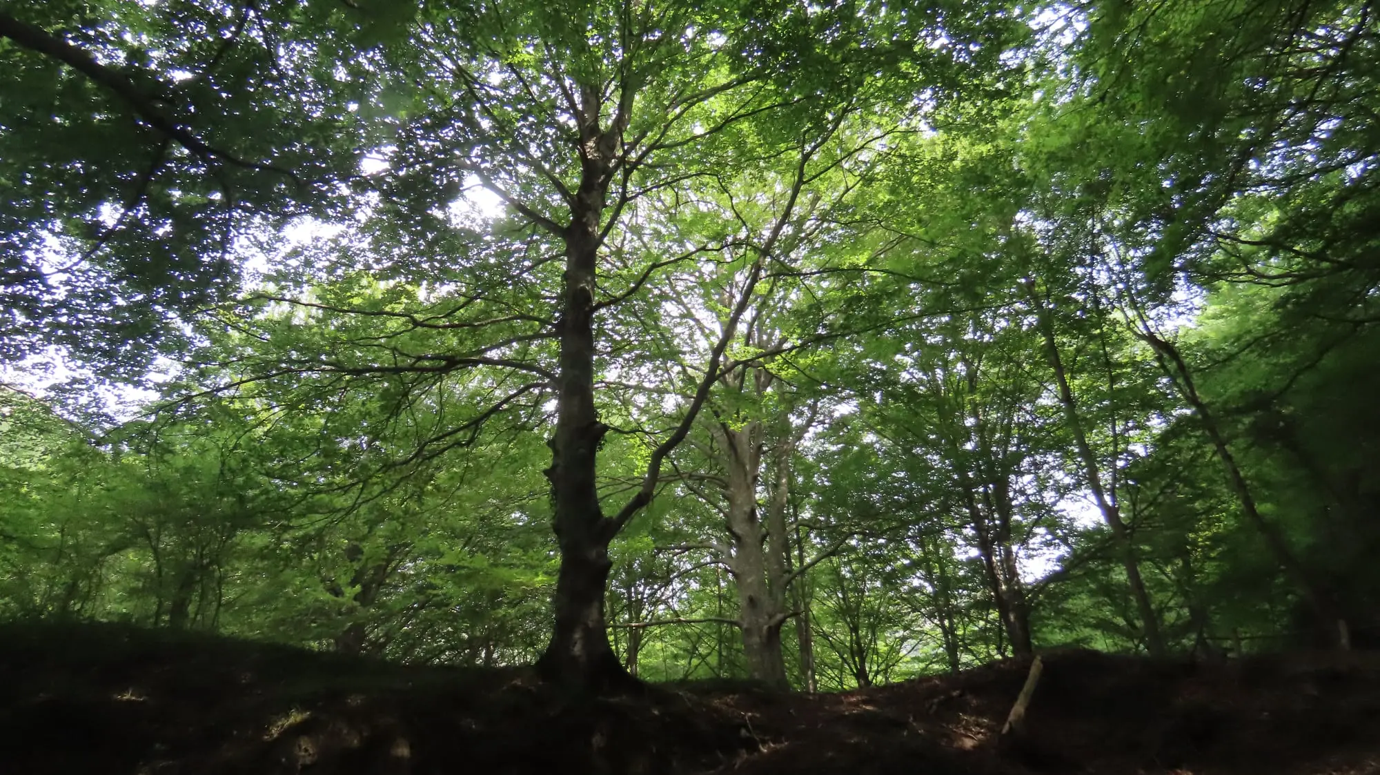 Nacedero del Urederra